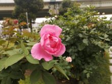 中之島公園のバラ