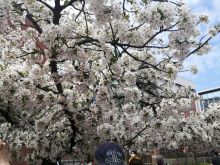 造幣局の通り抜け