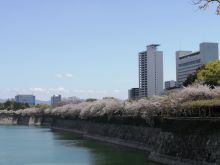 大阪城の桜