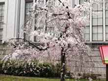 造幣局の通り抜け